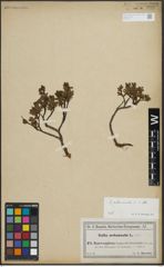 Foto von Salix arbuscula L.